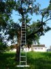 Cherry Picking great fun for the whole family.jpg