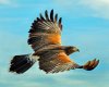 hawk.jpg