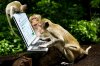 monkeysatcomputer.jpg