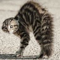 Wide Tailz