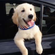 Golden Retriever Trading