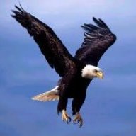Tbirdtrader
