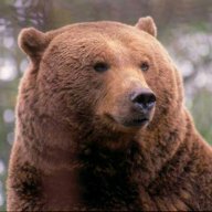 torbear
