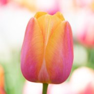 Tulip
