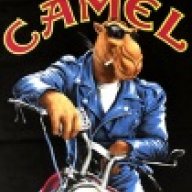 GreatCamel
