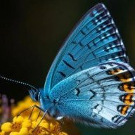 ButterflyEffect
