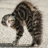 Wide Tailz