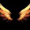 Wingz