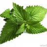 m1nt