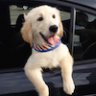 Golden Retriever Trading