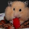 Hamster