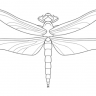 Dragonfly84
