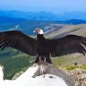 IronAndeanCondorSPX