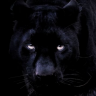 Black_Cat