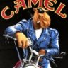 GreatCamel