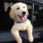 Golden Retriever Trading