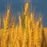 Mastel Grain